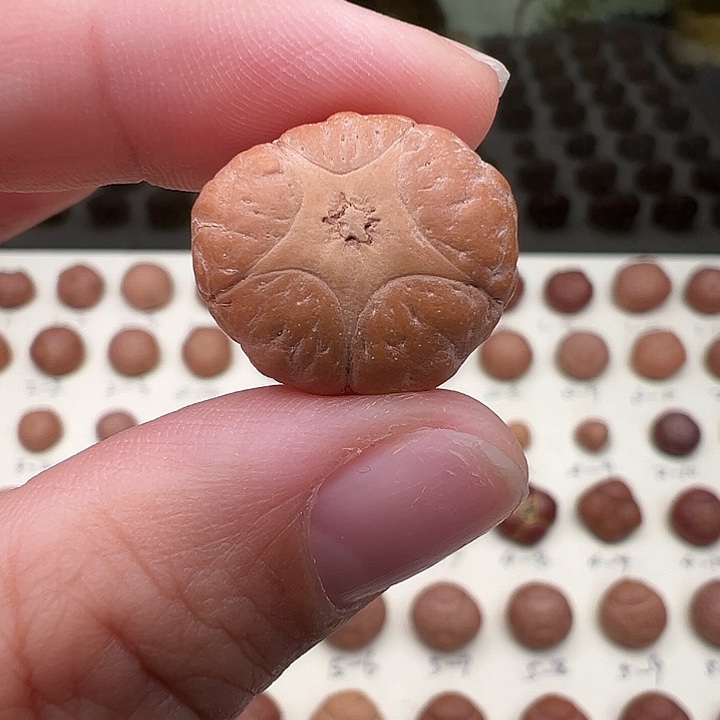 吊坠凤眼菩提五星