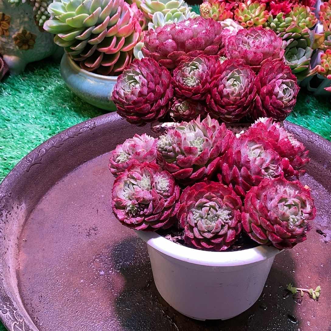 朱砂痣老桩特价整桩