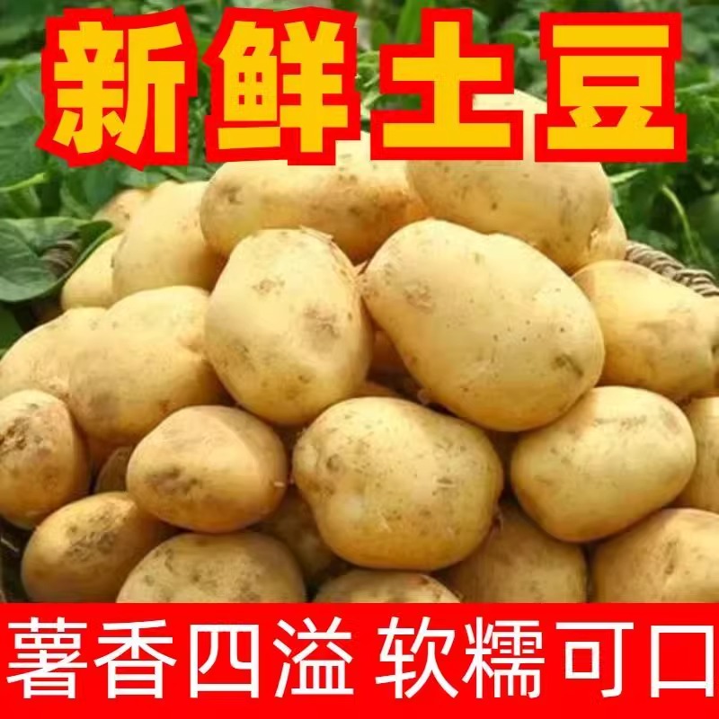 (9.5-10斤)新土豆农家高山黄皮黄心特产土豆卤土豆片薯片薯饼