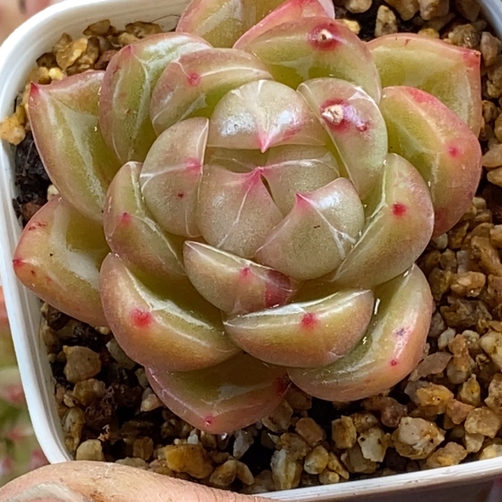 天官赐福百无禁忌