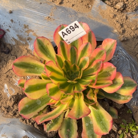 多肉植物维娜捧花