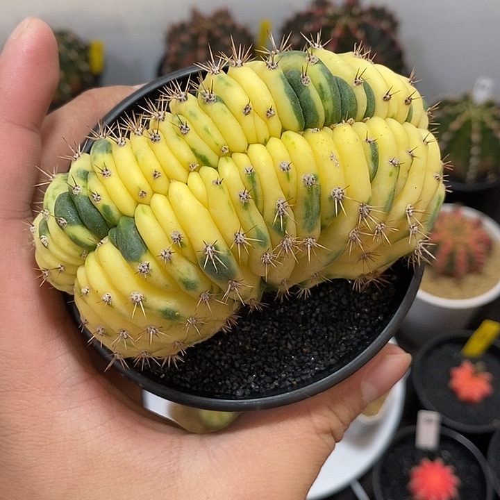 多闻柱缀化锦—带盆土发货6