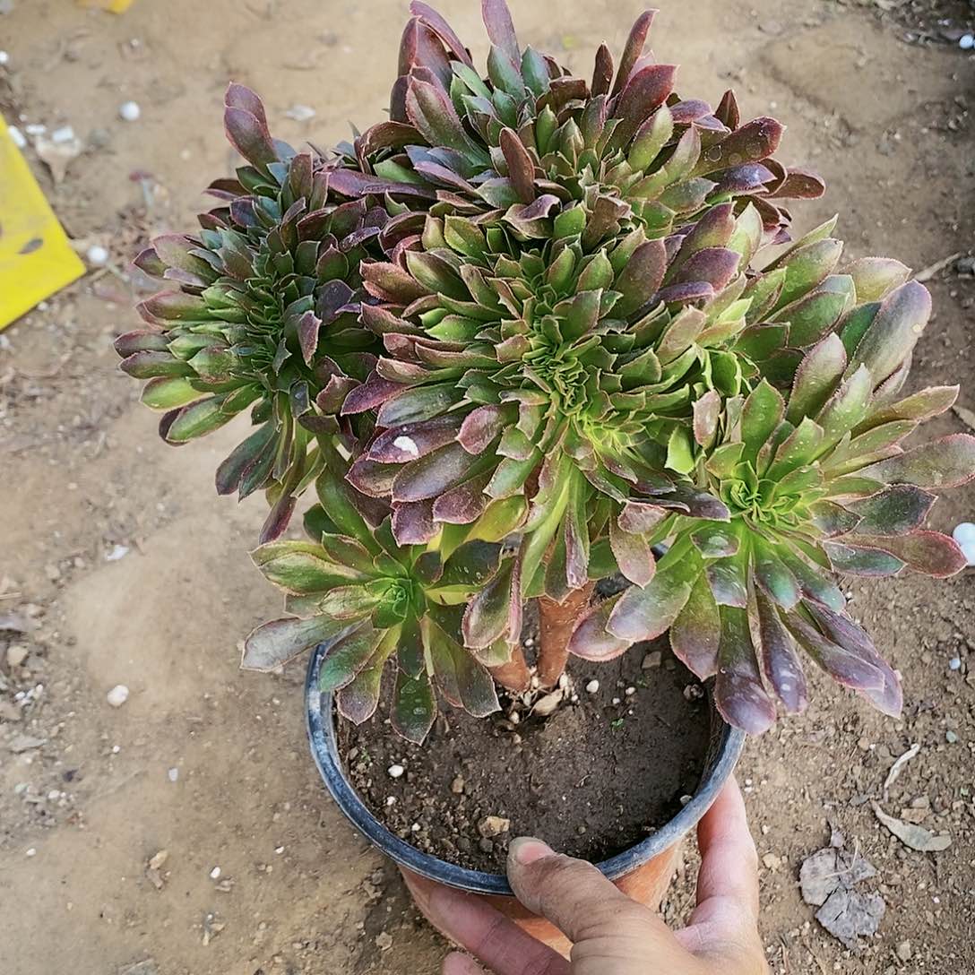 358 号20包邮不包断枝