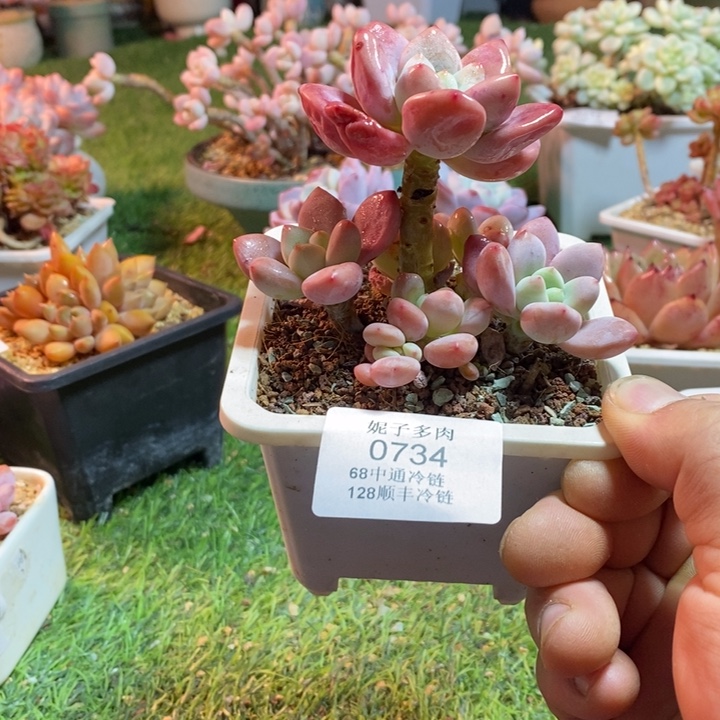 0734啊啊啊啊啊啊啊啊啊啊啊