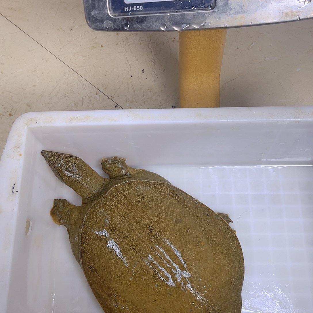 中国大陆野生甲鱼包邮包活