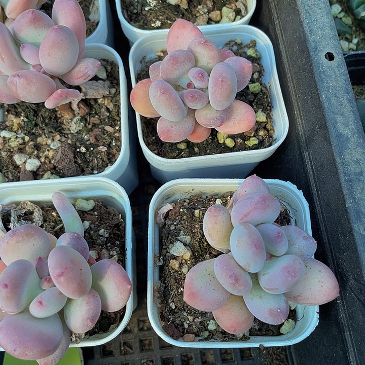 单头苹果奶带盆土