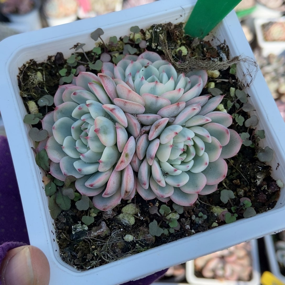 1025忌廉锦多肉植物多肉