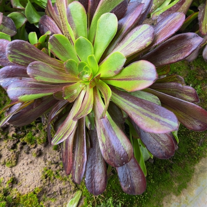 074多肉植物组合盆栽