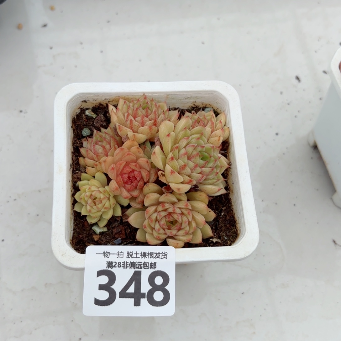 苯吧多肉无盆土发货