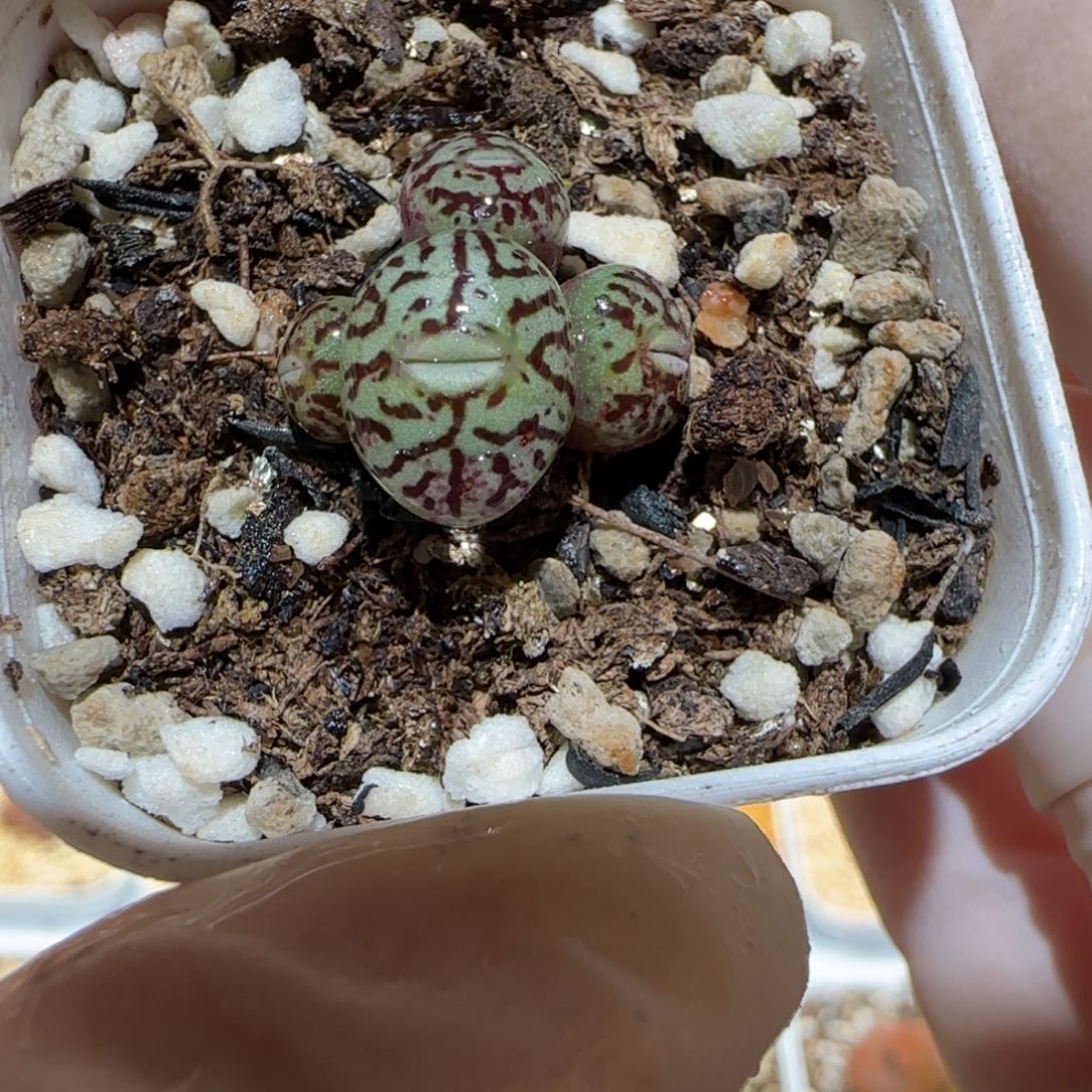 肉锥多肉植物百科4-rr714墨335