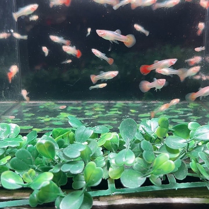 孔雀鱼白子象耳苗20条剩下当备损