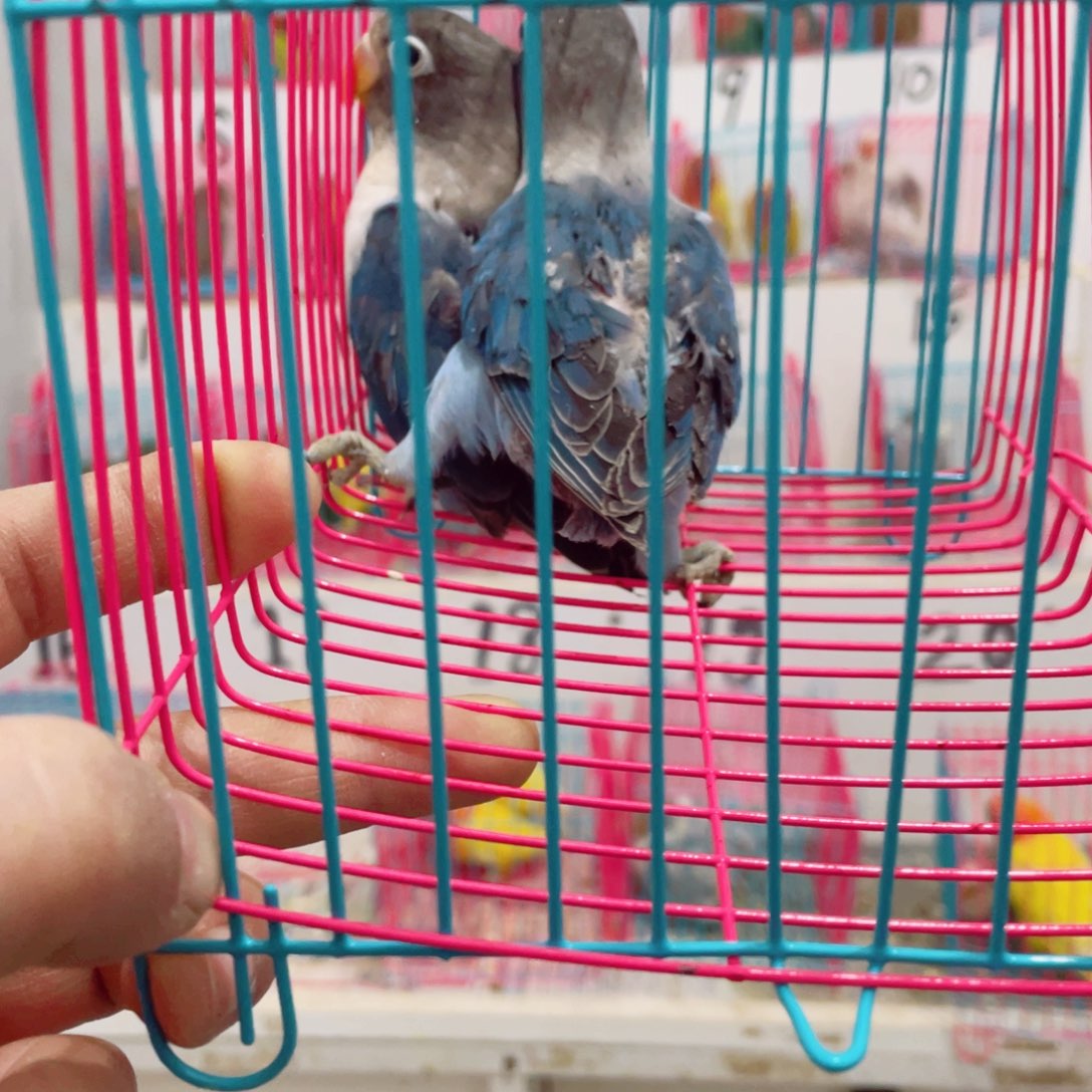 桃脸牡丹鹦鹉轻****4牡丹