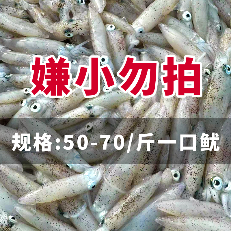野生一口鱿 北部湾鱿鱼新鲜笔管小管 金品生鲜