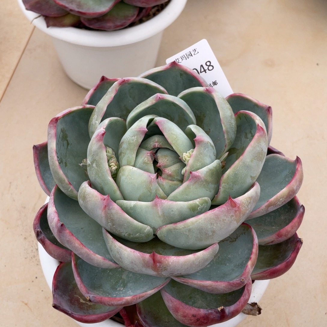 惊鸿048多肉多肉多肉