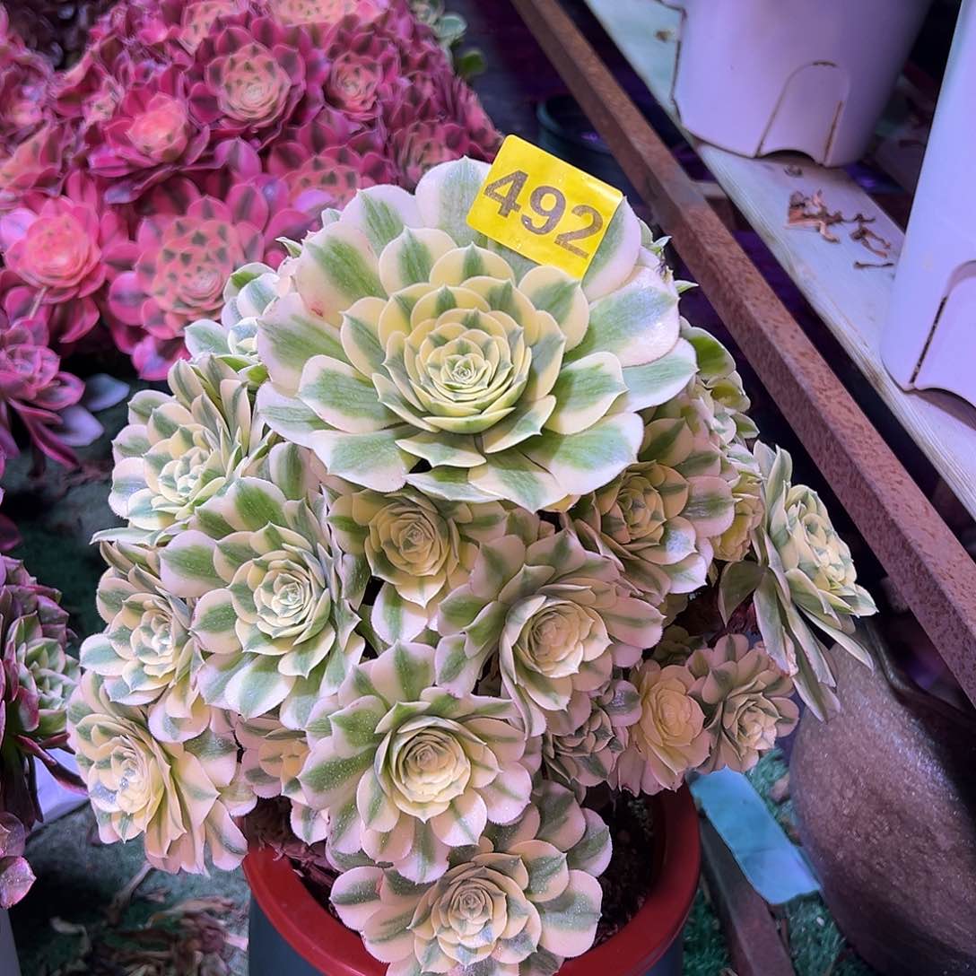 492迈巴赫法师多肉