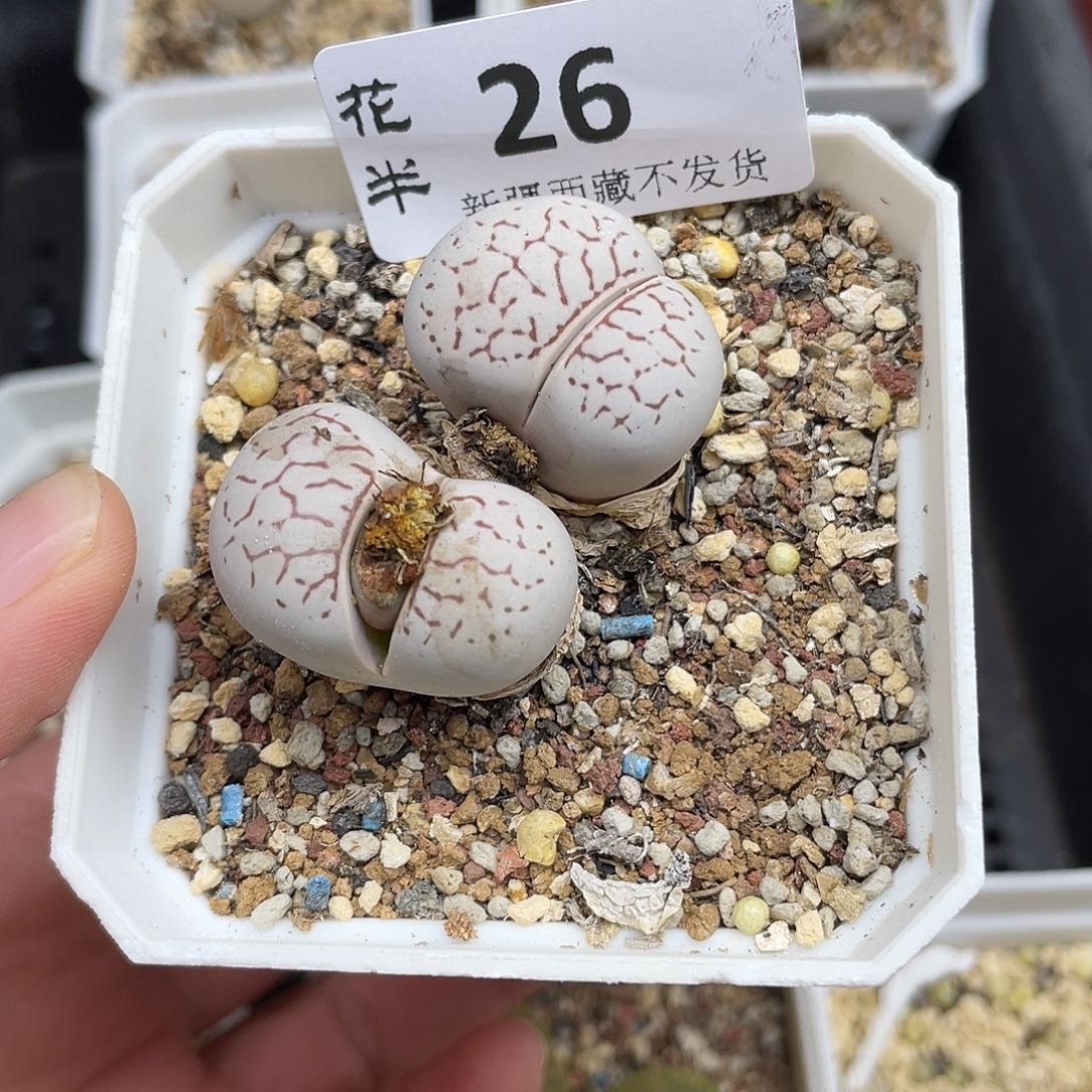 26000000花花花花花花