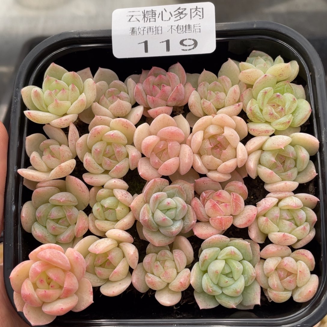 云糖心多肉植物119