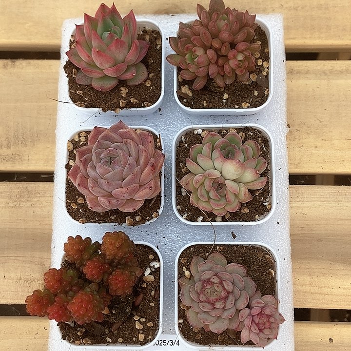 6颗一单包邮 4593