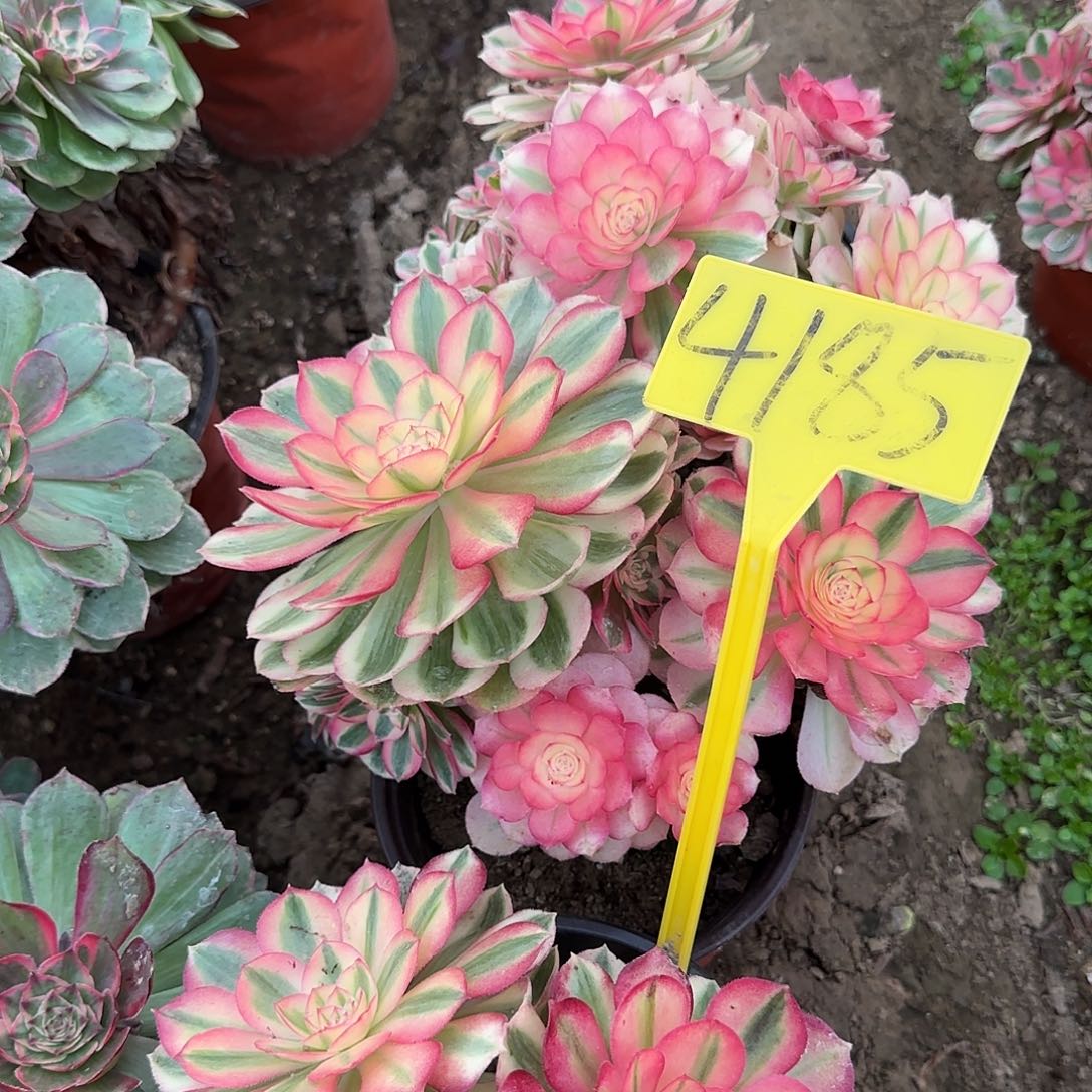 卓***群4185-多头多肉植物倾城3颗