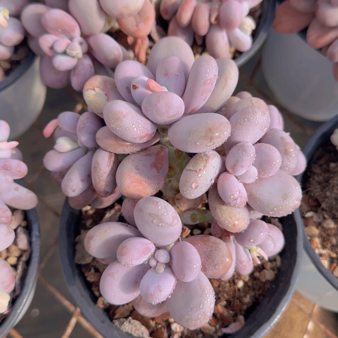 【闪购商品】原始奶29.9