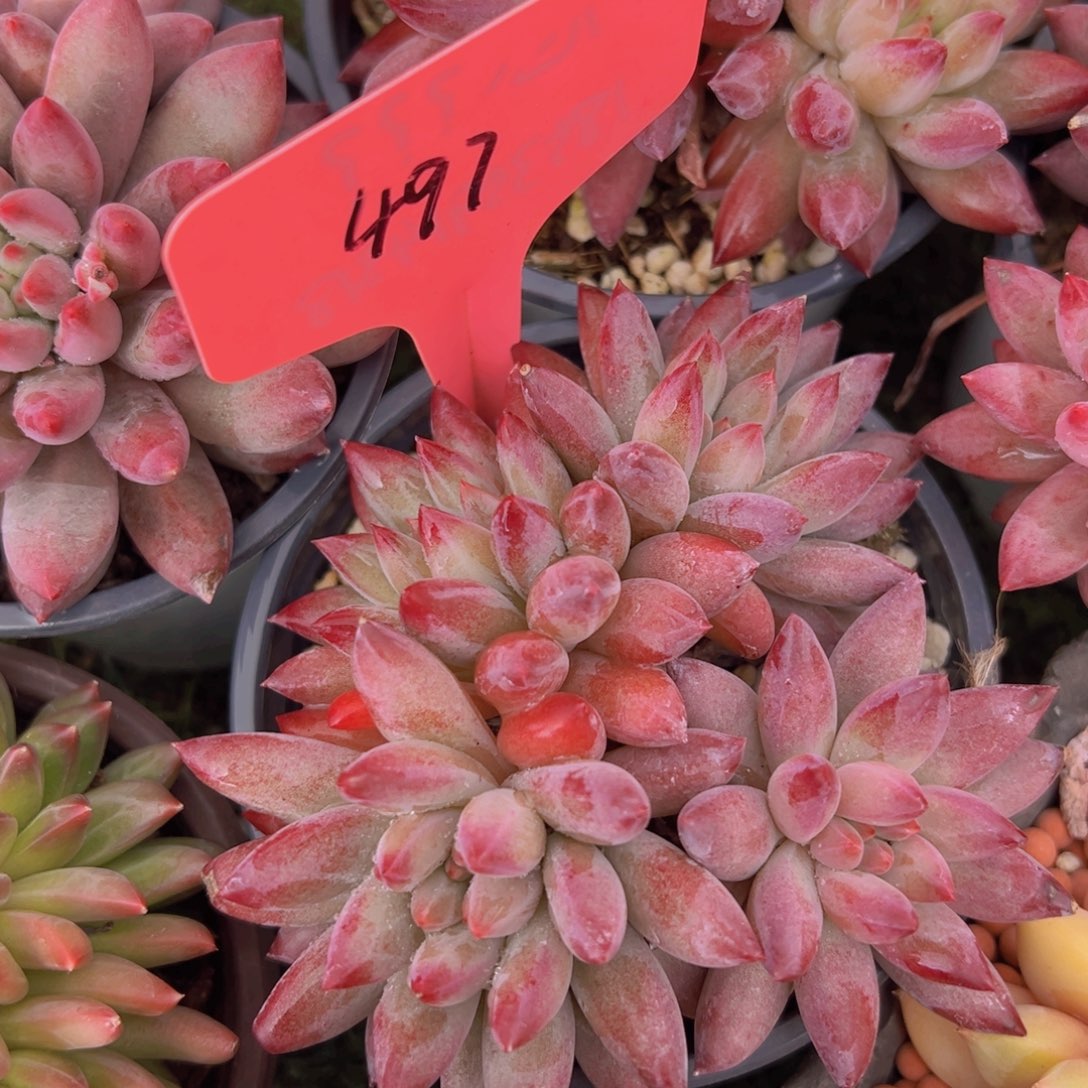 香玉的故事是一个人的故事