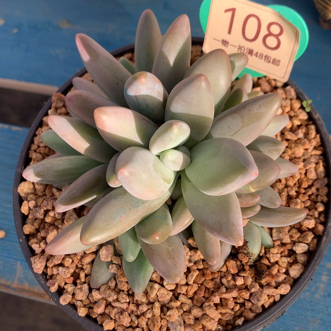 企鹅无砍捧花8头108