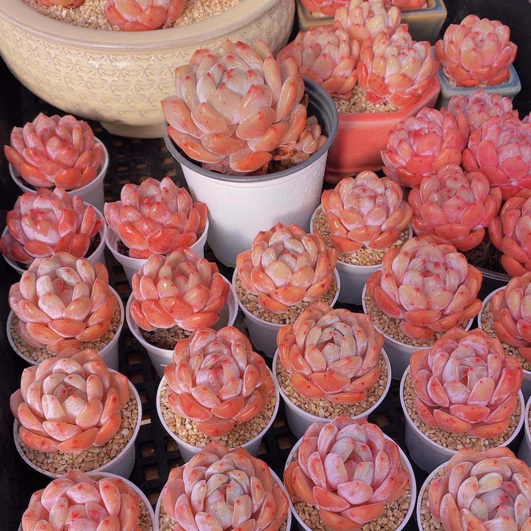 量拍66号 果冻韩版仙女橙单头5个