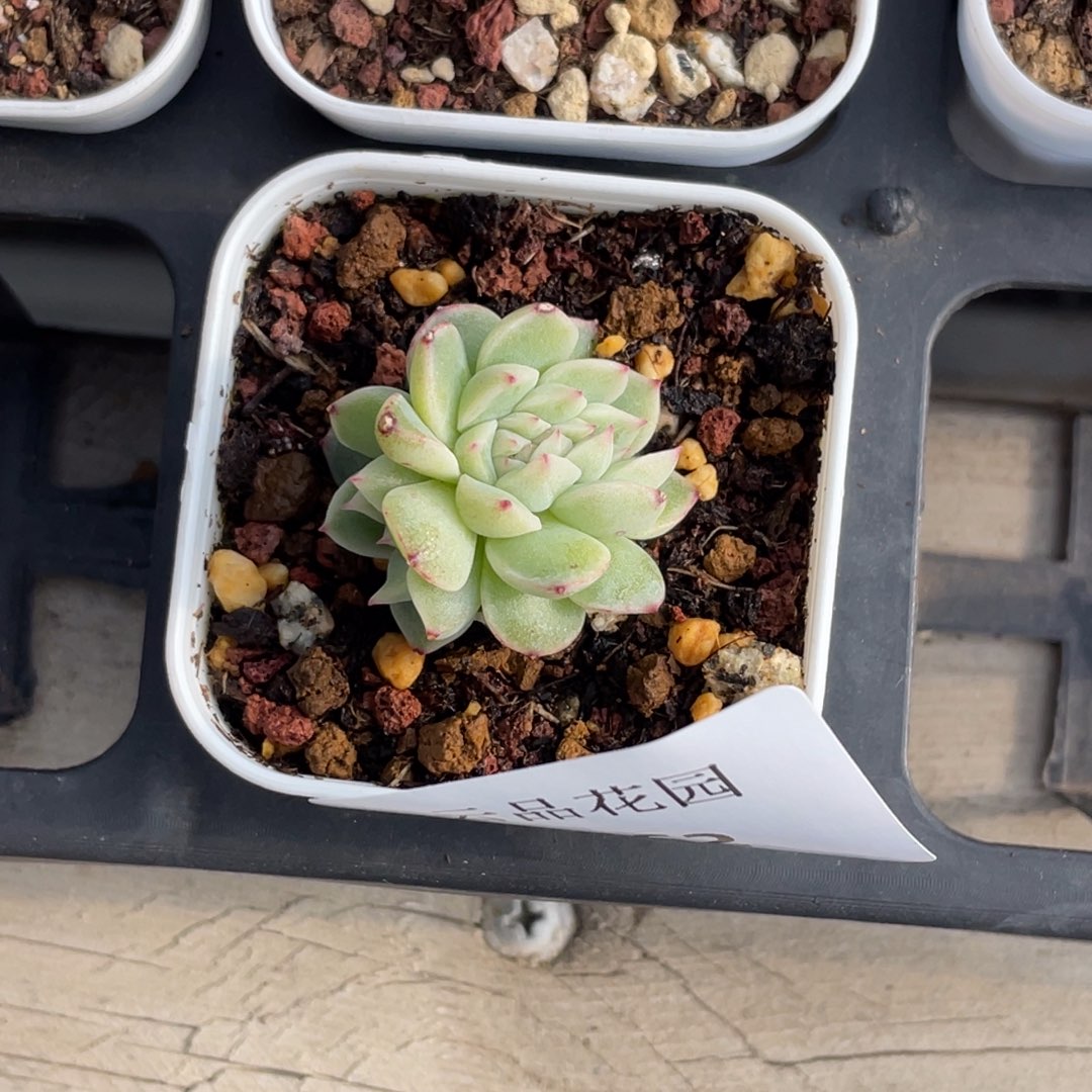 差****662号糖心冰心珍妮 缀化