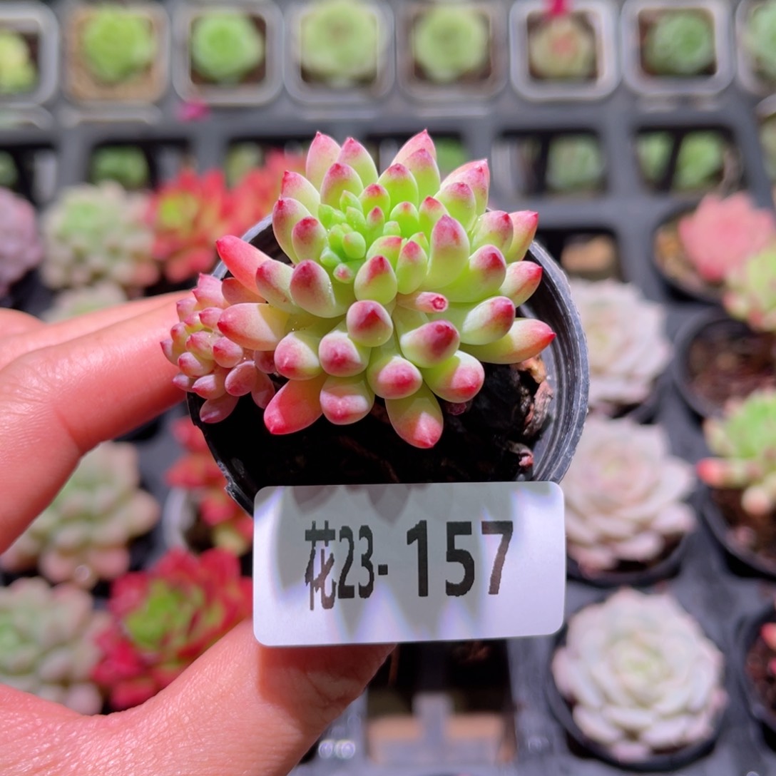 花利美23-157烟花单头带仔