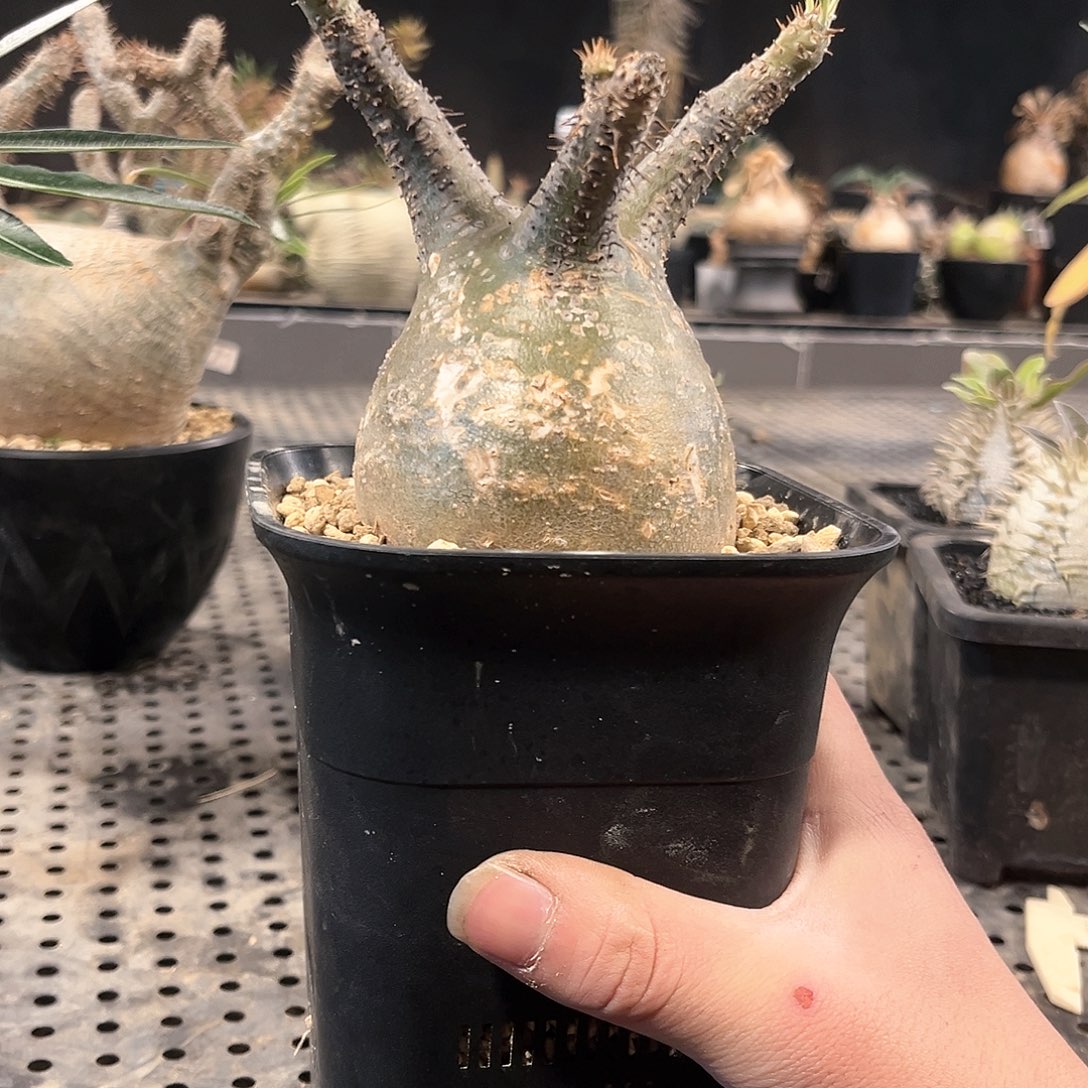 象牙宫1111111111111