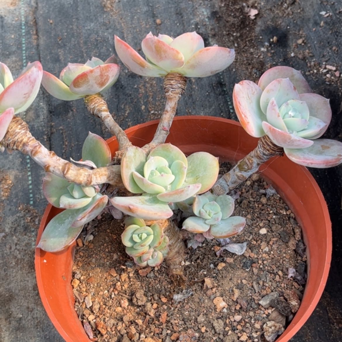【闪购商品】无花朵红**叶