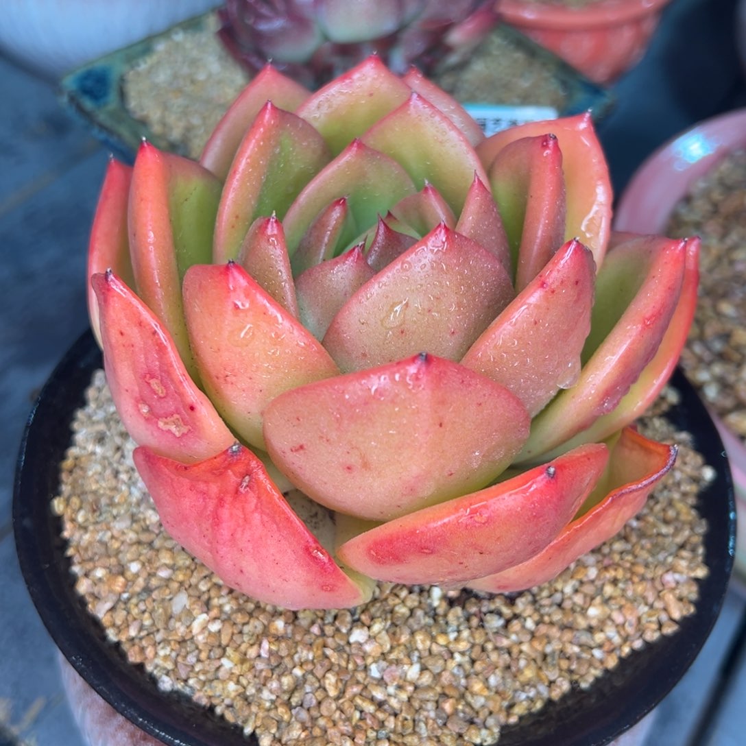 从前慢多肉精选编号0213.189