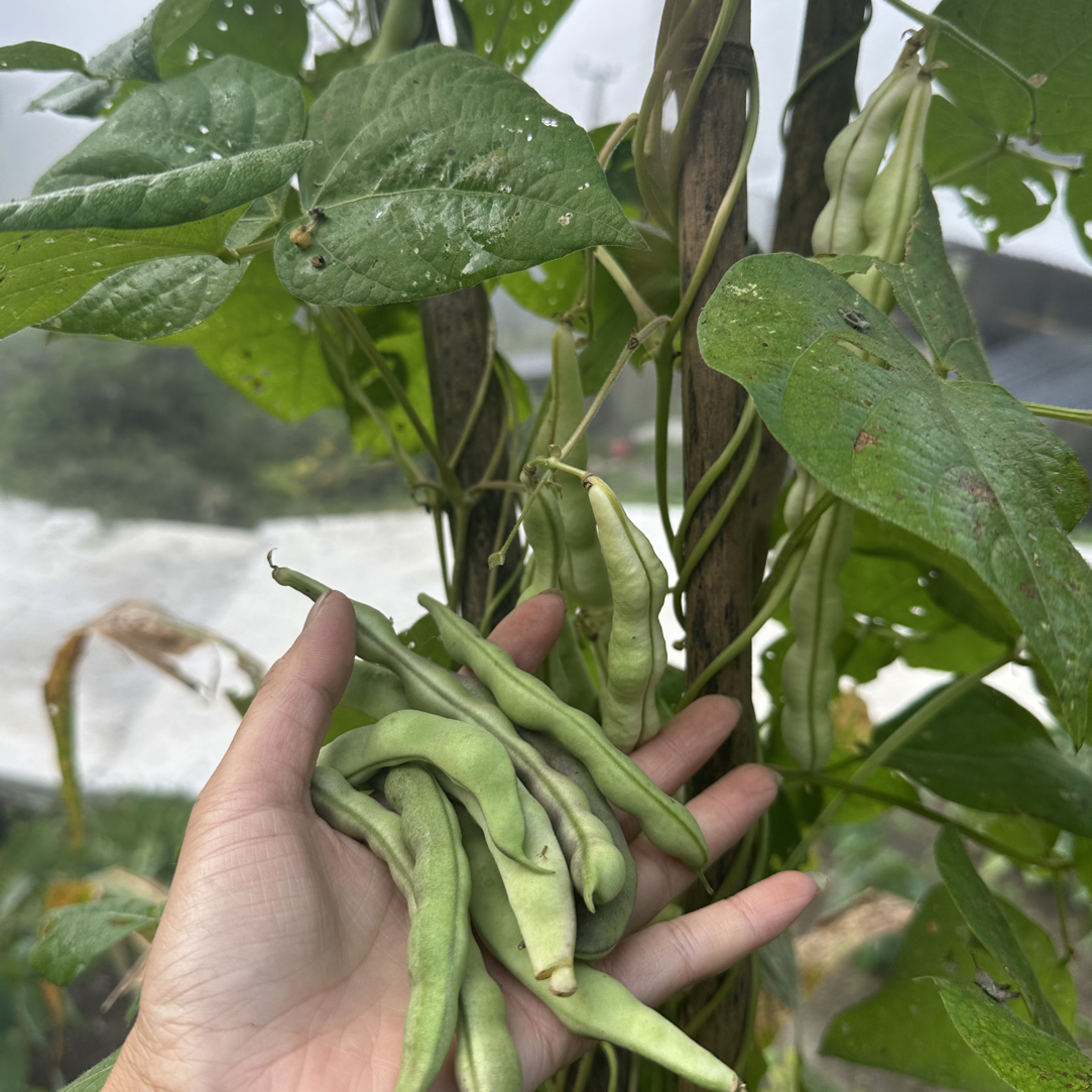 盐津本地八月四季豆当季新鲜蔬菜现摘现发