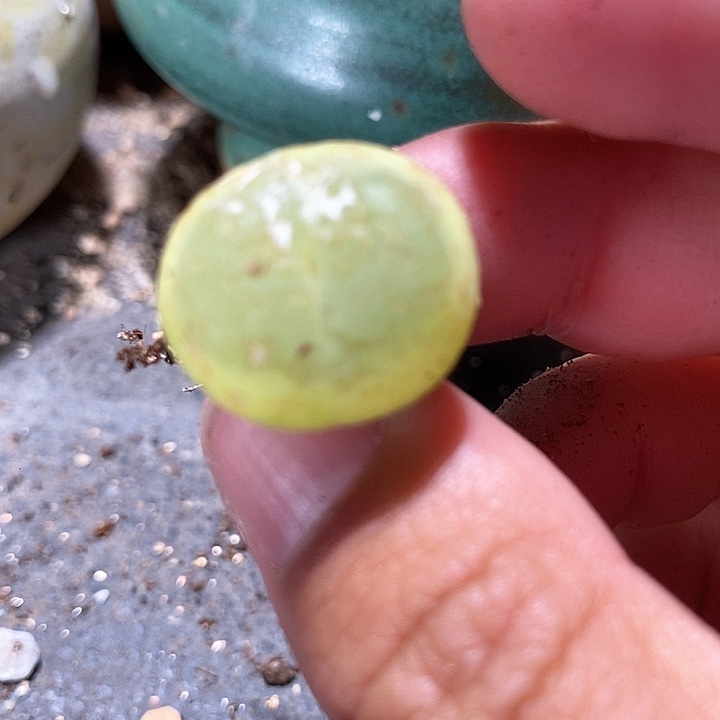 26512大拉登一颗有伤