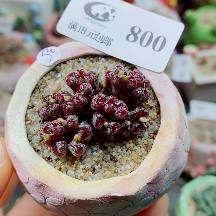 生石花花花花花花花800