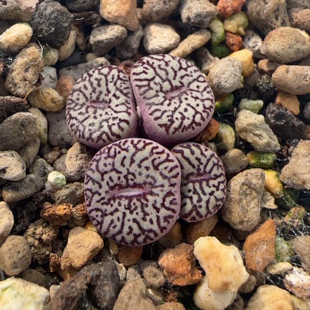 6-6-5-5当天满38包邮清货墨小锥脱土