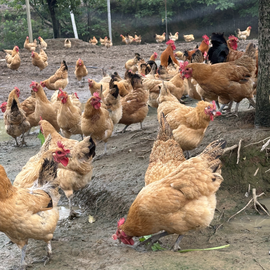 【现宰现发】农家散养一年半老母鸡皖南土鸡炖汤纯粮喂养净重发货