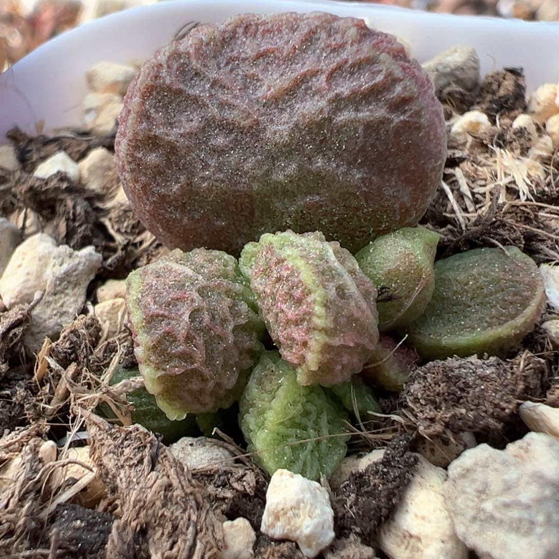 实生新品多肉植物水泡