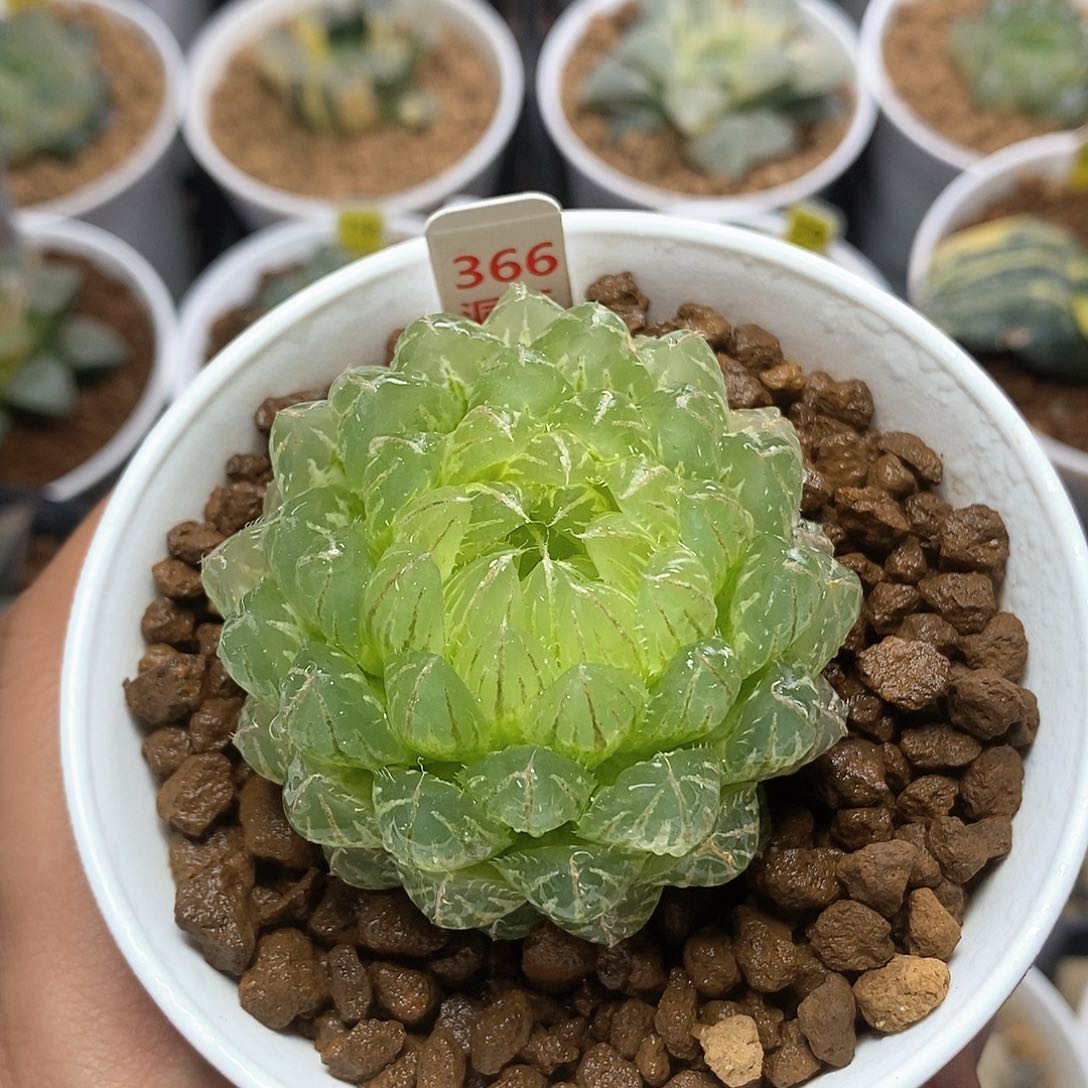 红陶366号糊斑翠云玉露锦一物一拍