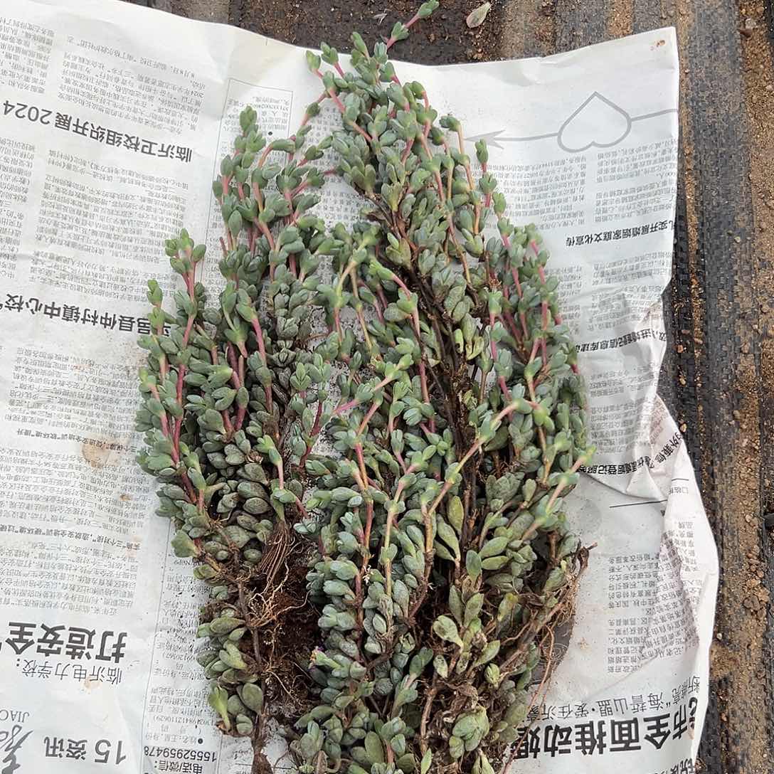 多肉植物多肉植物