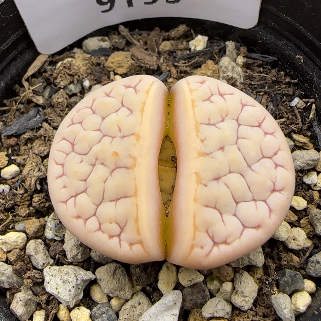 9195。默认脱土。18包邮。偏远88包邮