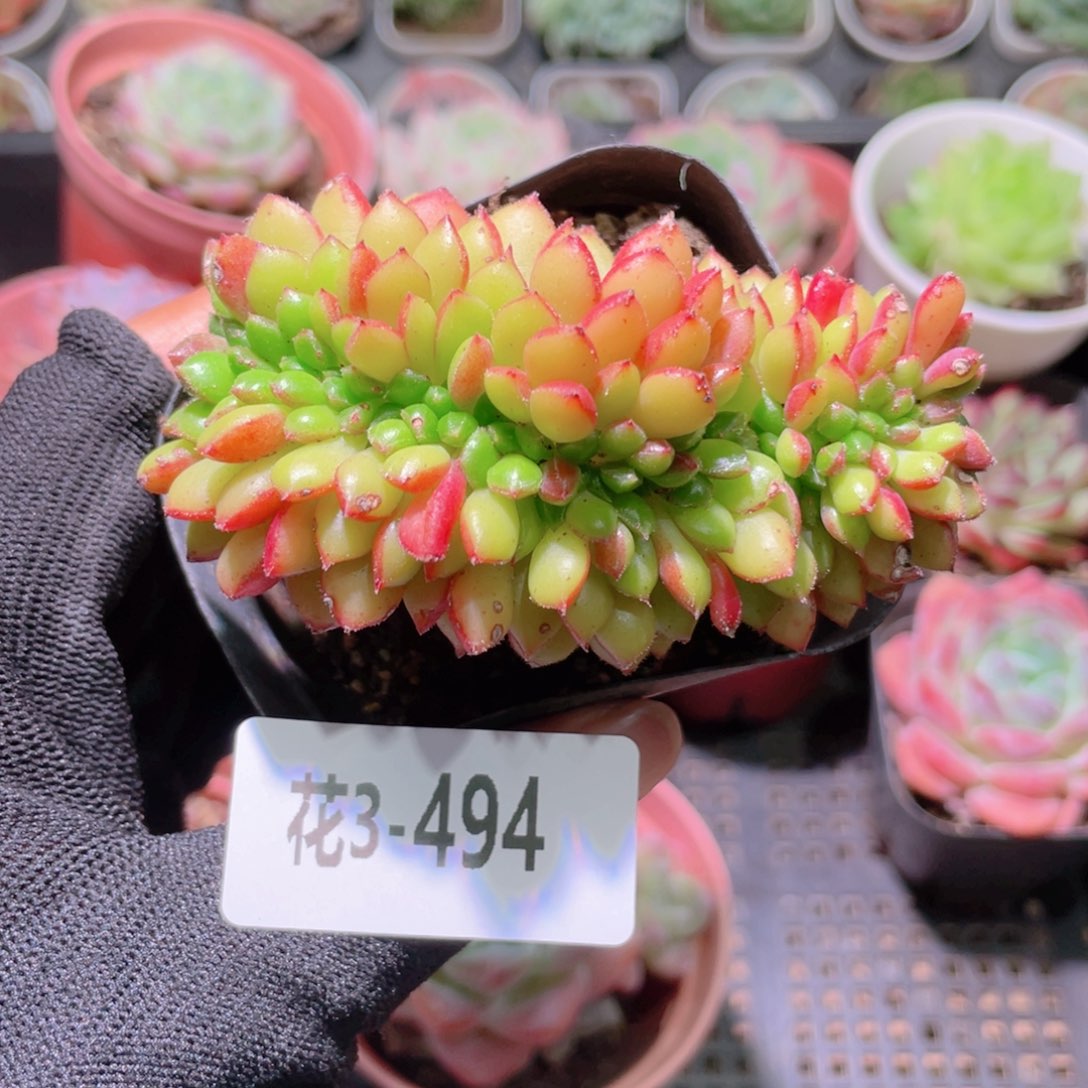 花利美3-494红唇缀化