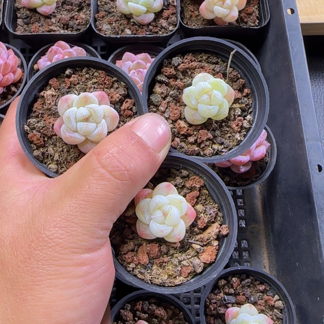 *****冰玉精控一物一拍