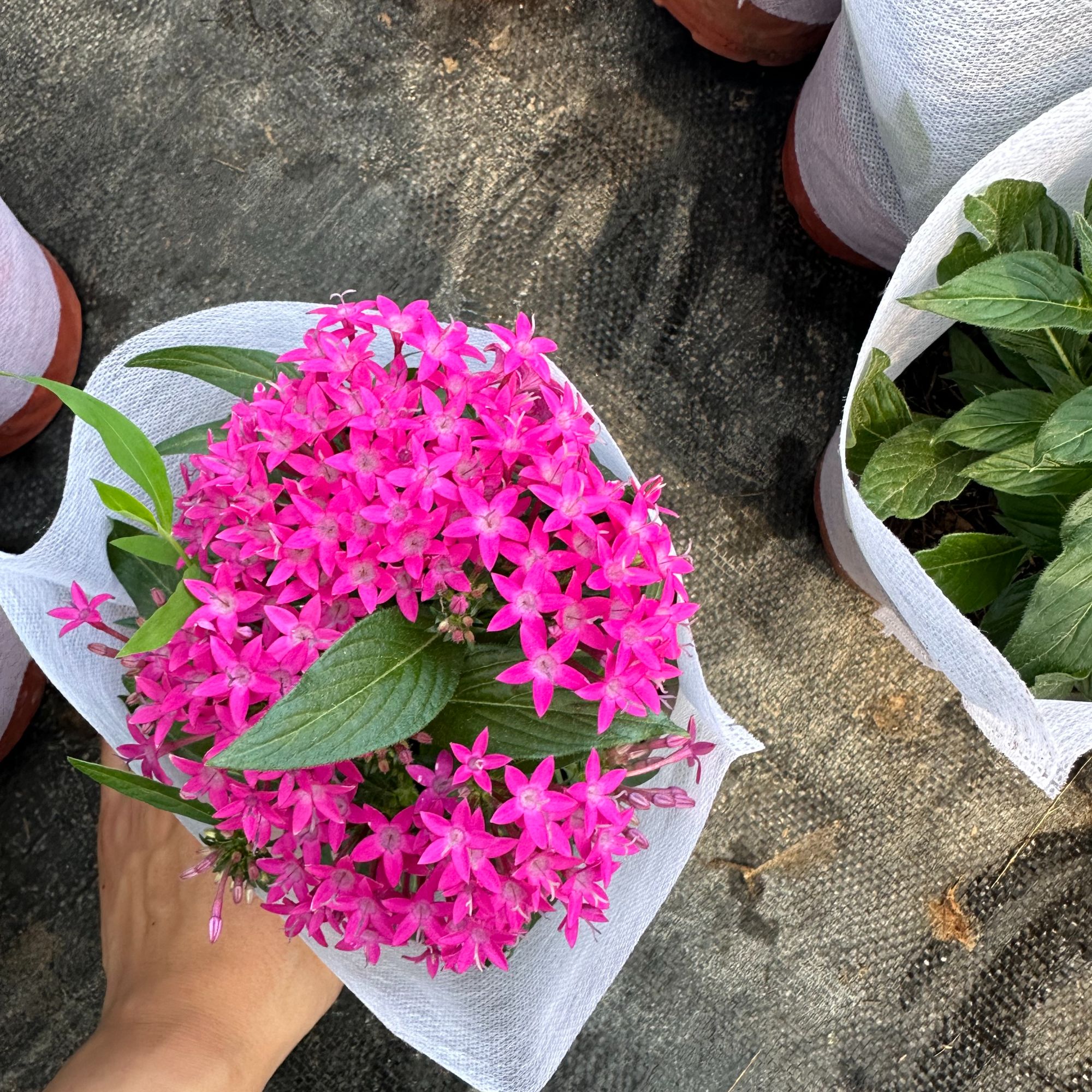 中昌花卉【梵星】花卉绿植盆栽