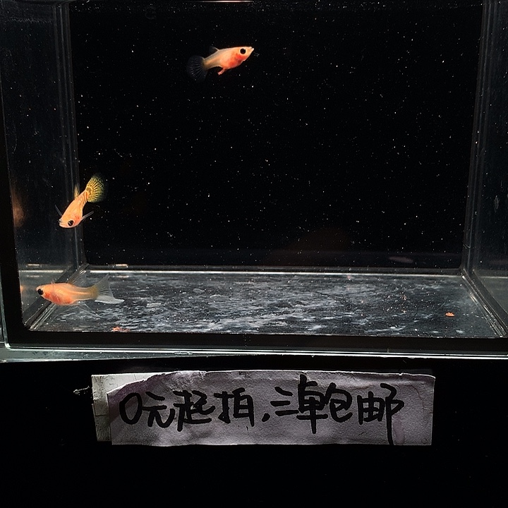 孔雀鱼黄蕾丝玻璃猫大c一对➕普通母1