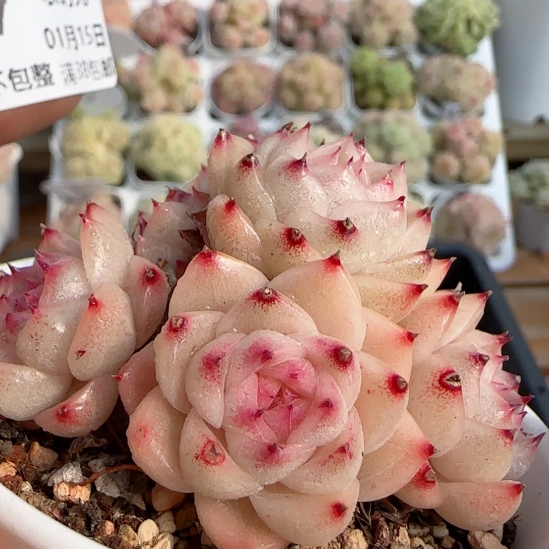 【闪购商品】0115-107散