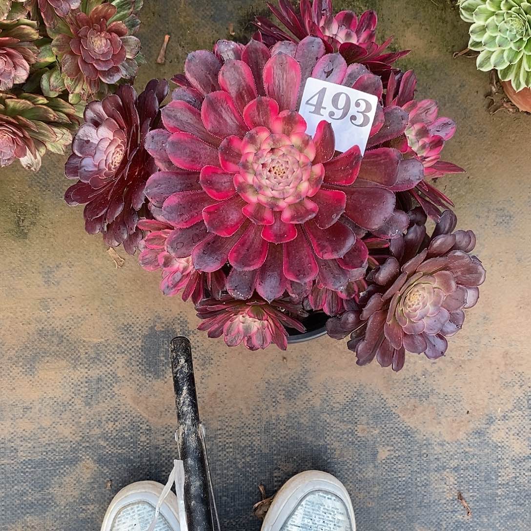 红金刚493多肉法师植物