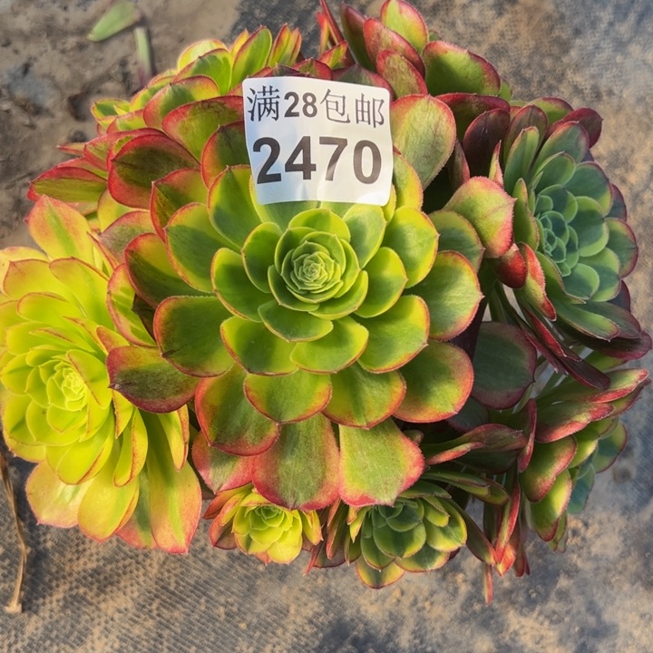 2470南奶白多肉植物