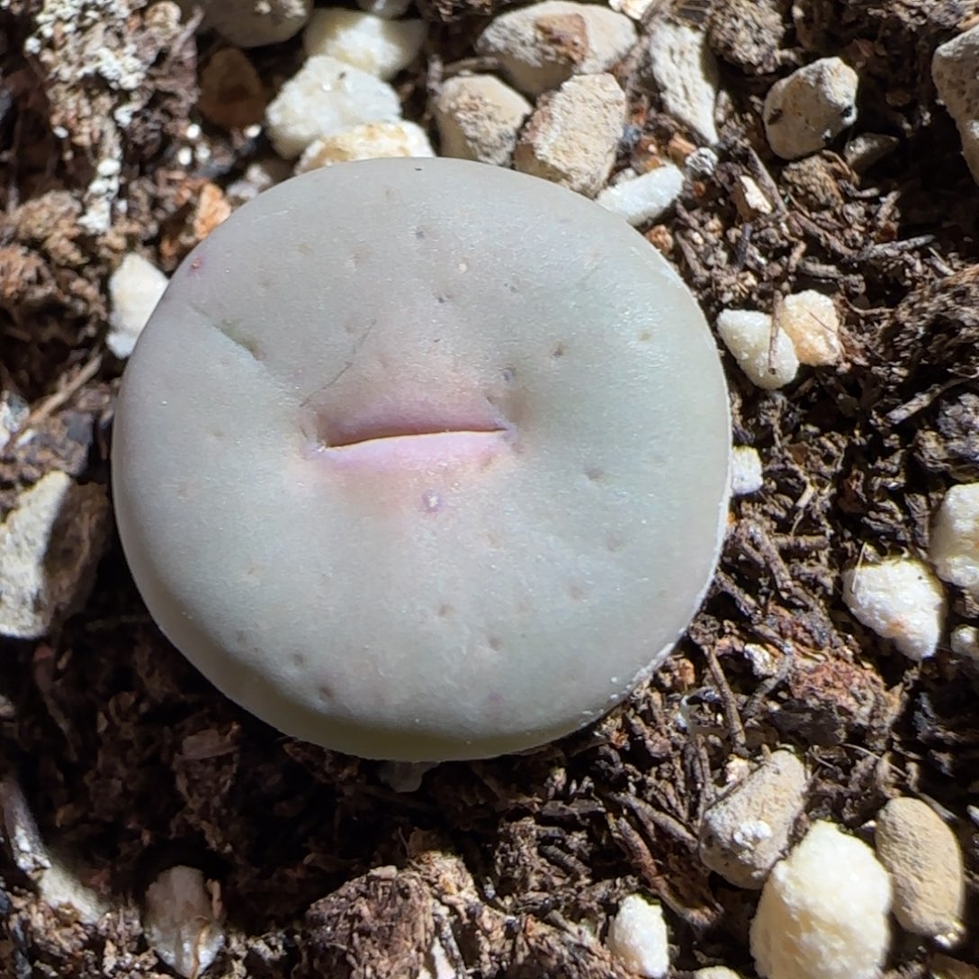 肉锥多肉植物组合-奶油嘴1456