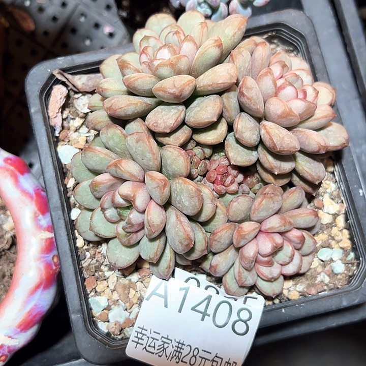 幸运的是我的朋友们